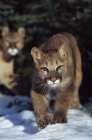 Гірський лев дитинча — стокове фото