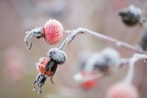 Мороз на ветке с ягодами — стоковое фото