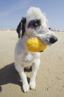 Cão na praia com topo — Fotografia de Stock