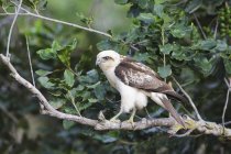 Hawk hawaiano seduto sul ramo — Foto stock