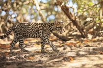 Jaguar läuft im Wald — Stockfoto