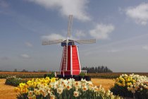 Molino de viento y campos de tulipán - foto de stock