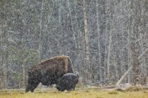 Buffalo em pé na grama — Fotografia de Stock