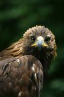 Golden Eagle Face — Foto stock