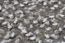 Gannet Colony siting — Stock Photo
