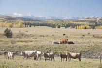Випас в осінній передгір'я великої рогатої худоби — стокове фото
