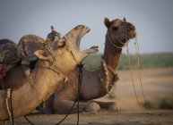 Two camels sitting — Stock Photo