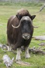 Cow Muskox In Meadow — Stock Photo