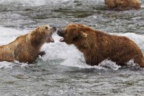 Два самця бурий ведмідь боротися в воді — стокове фото