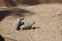 Черепахи спариваются на земле — стоковое фото