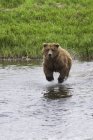 Медвежонок гризли бежит в воде — стоковое фото