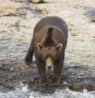 Бурый медведь на краю воды — стоковое фото