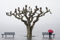 Дерево и человек с красным зонтиком на краю воды; Аскона тичино Швейцарии — стоковое фото