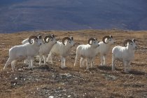 Banda de carneros de ovejas Dall - foto de stock