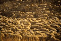 Grande gregge di pecore raggruppate insieme — Foto stock