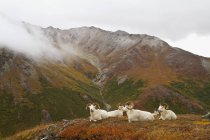 Carneros de ovejas de Dall descansando sobre tundra alpina - foto de stock