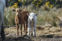 Два теленка стоят на земле — стоковое фото