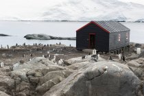 Pinguins de pé ao redor do edifício — Fotografia de Stock