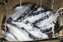 Pêche au saumon, Alaska — Photo de stock