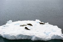 Тюлени, лежащие на айсберге — стоковое фото