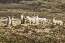 Mountain goats walking — Stock Photo