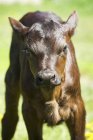 Newly born calf — Stock Photo