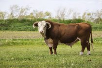 Бичача корова з рогами в трав'яному полі — стокове фото