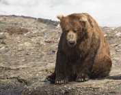 Urso castanho sentado à beira da água — Fotografia de Stock