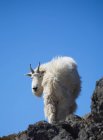 Chèvre de montagne debout — Photo de stock