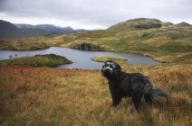 Черный пес стоит в траве — стоковое фото