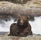 Urso castanho descansando — Fotografia de Stock