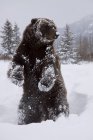 Prisonnier : Grizzly se tient debout sur les pieds postérieurs pendant l'hiver au Alaska Wildlife Conservation Center, dans le centre-sud de l'Alaska — Photo de stock