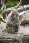 Scimmia seduta sulla pietra — Foto stock