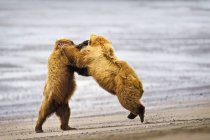 Два бурых медведя — стоковое фото