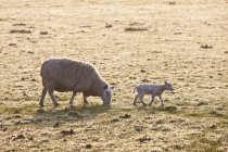 Ovelha e cordeiro no campo gelado — Fotografia de Stock