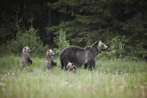 Mother grizzly bear — Stock Photo