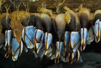 Barnacles à col de cygne à terre — Photo de stock