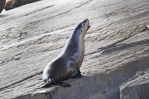 Seal sitting on rock — Stock Photo