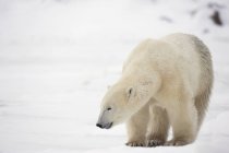 Polar bear walking over snow — Stock Photo