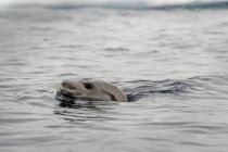 Леопардовый тюлень — стоковое фото