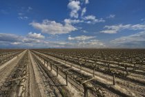 Campo agrícola na Califórnia — Fotografia de Stock