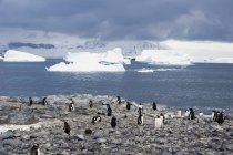Gentoo пінгвіни, що стоїть на березі — стокове фото