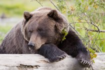 Brown Bear Lays Drapeado sobre Log — Fotografia de Stock