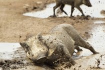 Warthogs jogando na lama — Fotografia de Stock