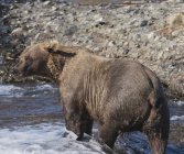 Un orso bruno in acque poco profonde — Foto stock