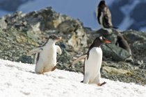 Пингвины Gentoo ходят — стоковое фото