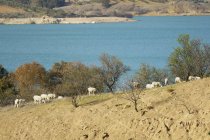 Sheep grazing by lake on poor land — Stock Photo