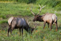 Pair Of Rocky Mountain Elk Bulls Feed In Field — Stock Photo