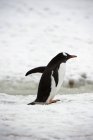 Gentoo penguin walking on snow — Stock Photo