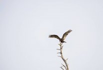 Turkey vulture on top of tree — Stock Photo